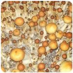 Псилоцибиновые (галлюциногенные)  грибы Psilocybin "Golden Teacher" в Суоярви