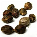 Семена марихуаны АК-47  (Seeds AK-47) в Суоярви